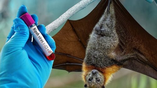 thiếu niên 14 tuổi tử vong do virus Nipah