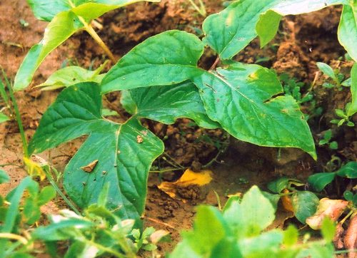 cây bán hạ củ chóc chữa nôn ói ở phụ nữ mang thai y duoc thai nguyen