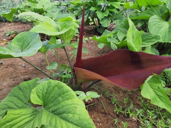 cây bán hạ củ chóc chữa nôn ói ở phụ nữ mang thai y duoc thai nguyen