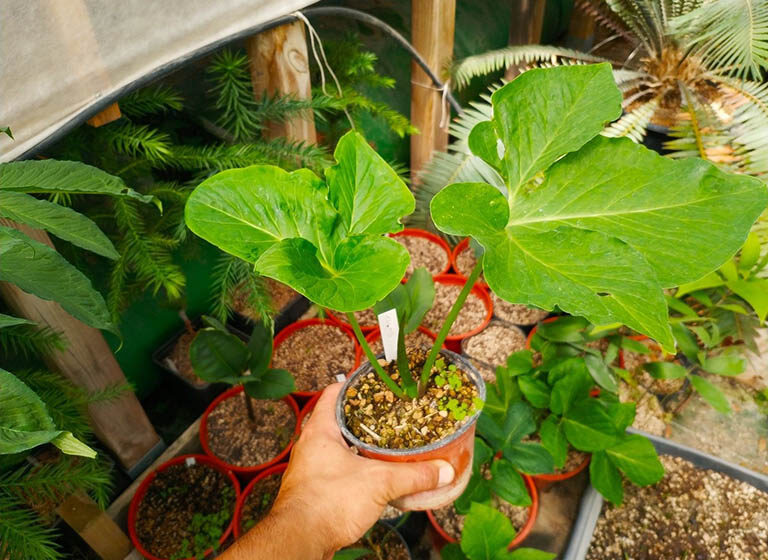 cây bán hạ củ chóc chữa nôn ói ở phụ nữ mang thai y duoc thai nguyen