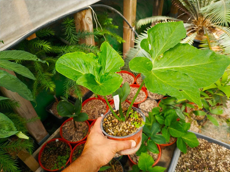 cây bán hạ củ chóc chữa nôn ói ở phụ nữ mang thai y duoc thai nguyen