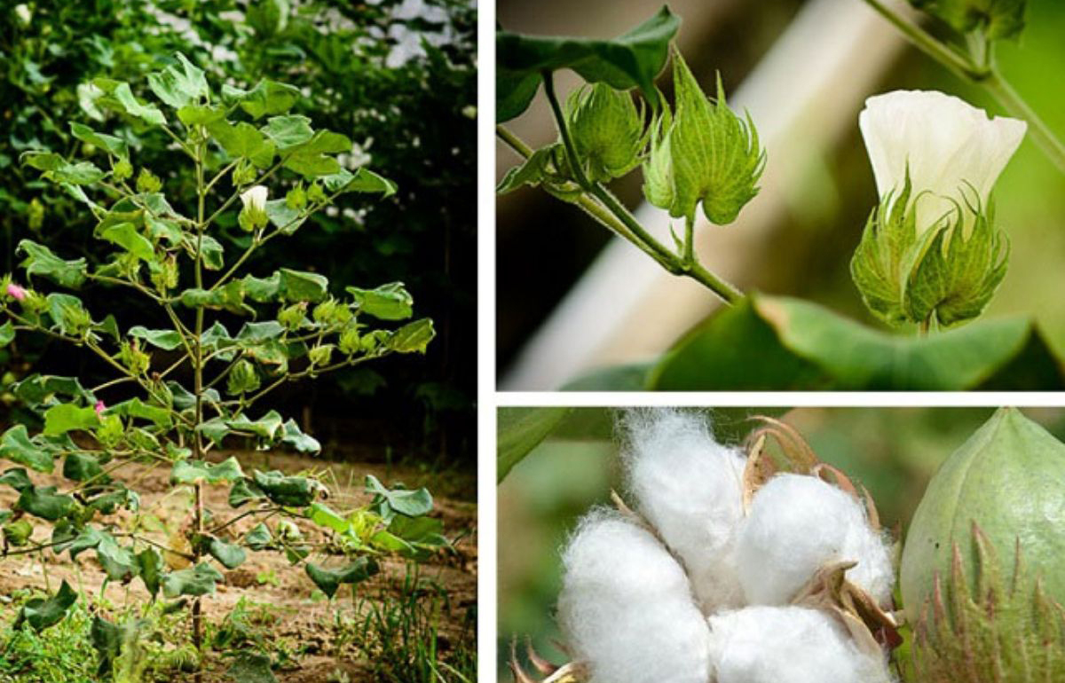 cây bông chữa bệnh phụ nữ y duoc thai nguyen