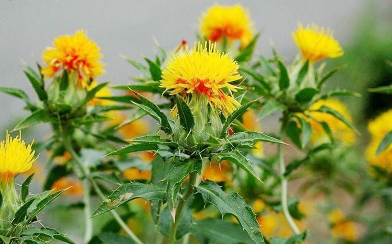 cây hồng hoa chữa kinh nguyệt không đều viêm dạ con y duoc thai nguyen