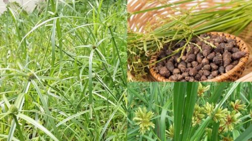 cây hương phụ có tác dụng gì y duoc thai nguyen