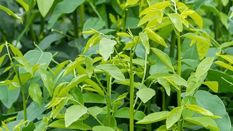 cây rau ngót chữa sót nhau y duoc thai nguyen