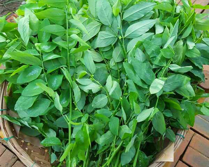 cây rau ngót chữa sót nhau y duoc thai nguyen