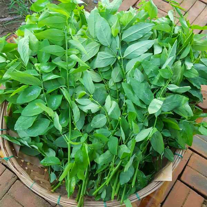 cây rau ngót chữa sót nhau y duoc thai nguyen