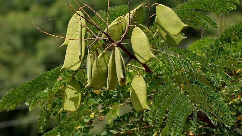công dụng chữa bệnh của cây tô mộc y duoc thai nguyen