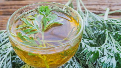 ngải cứu chữa bệnh đông y y duoc thai nguyen