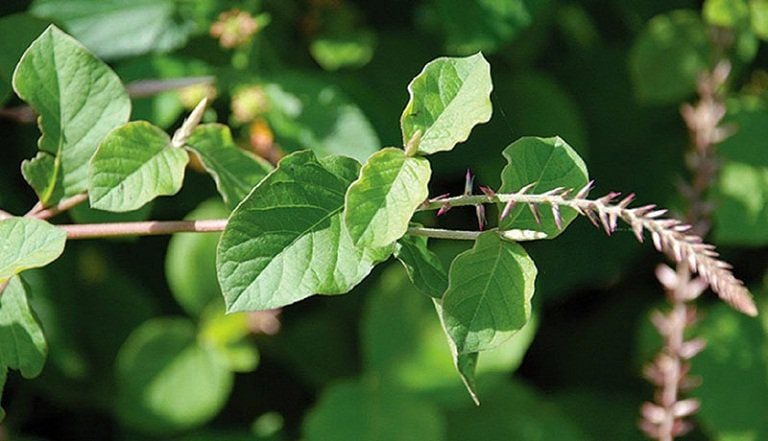 ngưu tất chữa bệnh phụ nữ y duoc thai nguyen