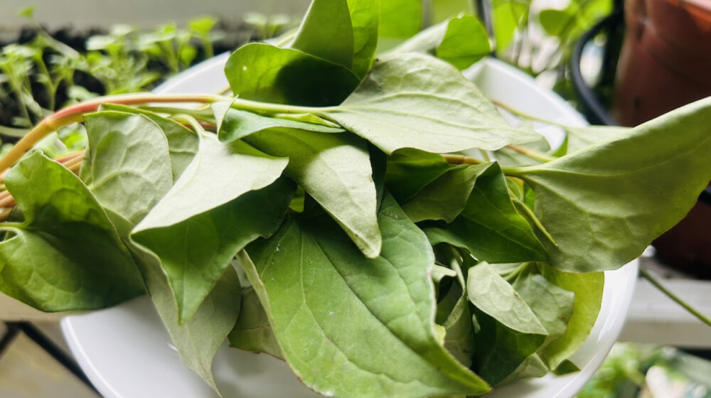 rau diếp cá chữa kinh nguyệt không đều y duoc thai nguyen