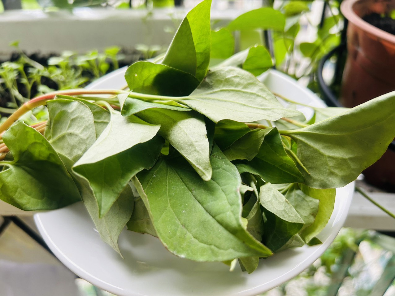 rau diếp cá chữa kinh nguyệt không đều y duoc thai nguyen