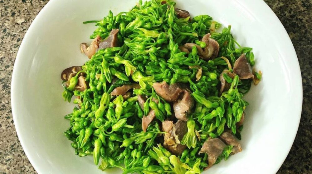 bài thuốc từ hoa thiên lý y duoc thai nguyen