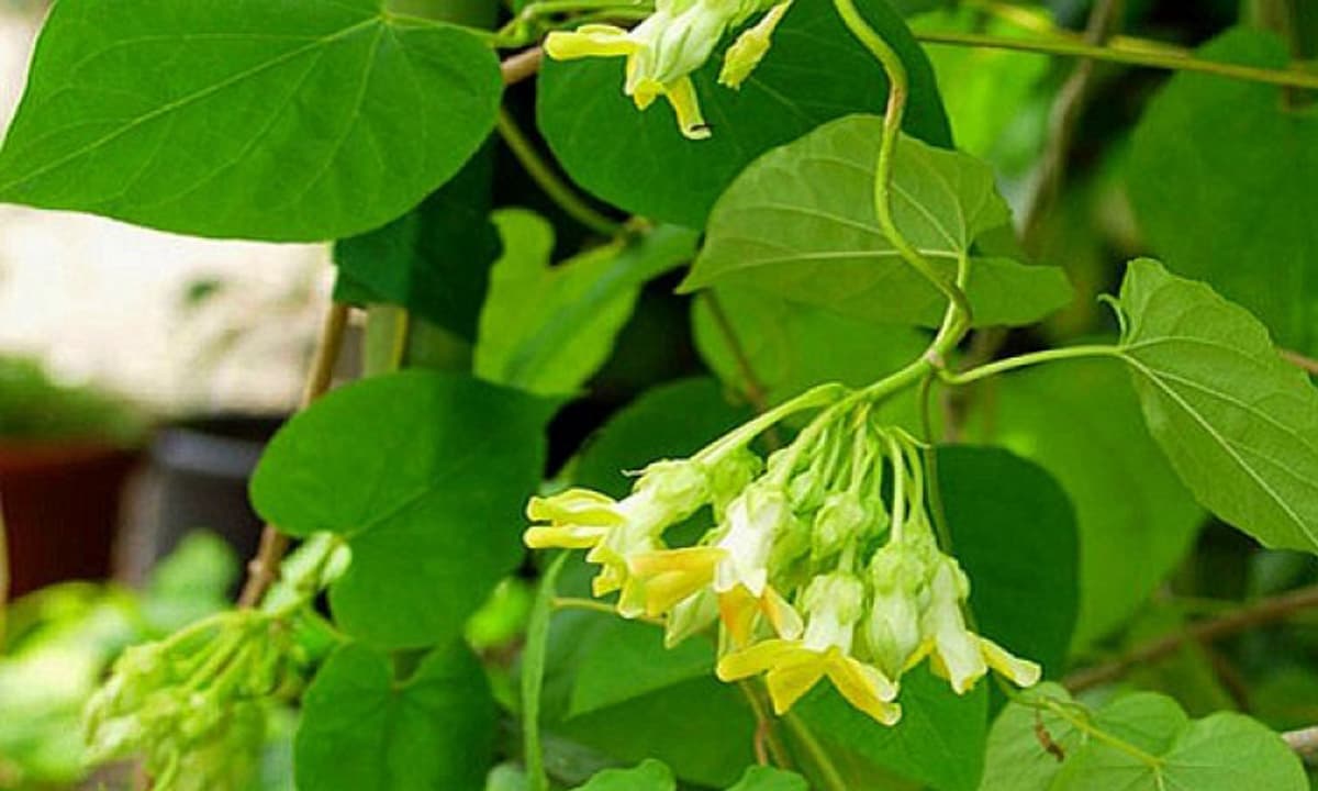 bài thuốc từ hoa thiên lý y duoc thai nguyen