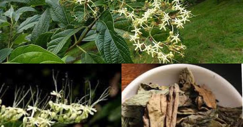 bọ mẩy bồi bổ sức khỏe phụ nữ sau sinh y duoc thai nguyen