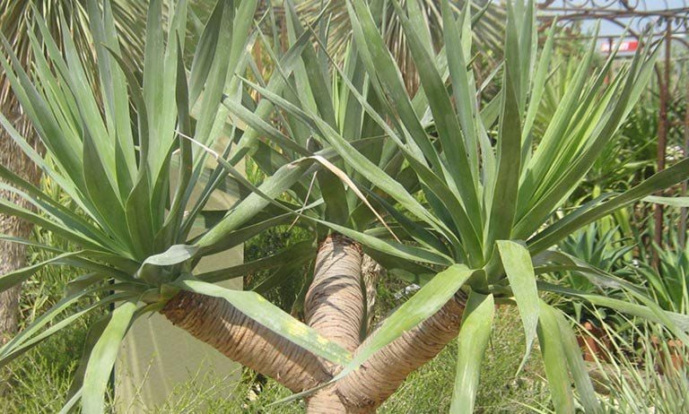 cây huyết giác điều hòa kinh nguyệt y duoc thai nguyen