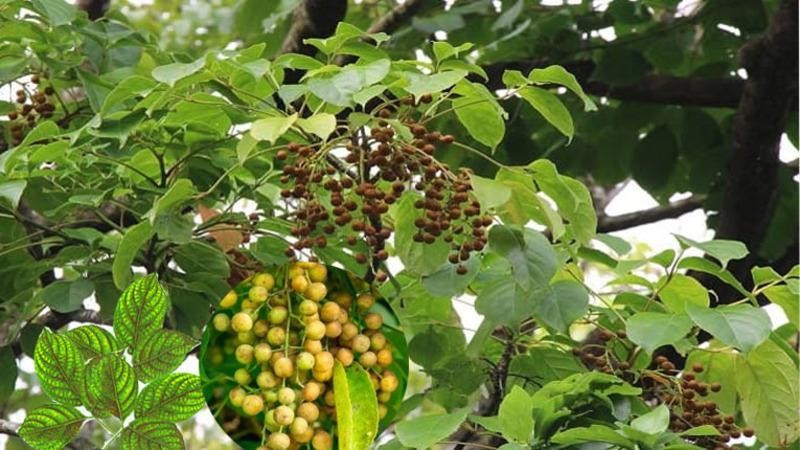 cây nhội chữa khí hư do trùng roi y duoc thai nguyen