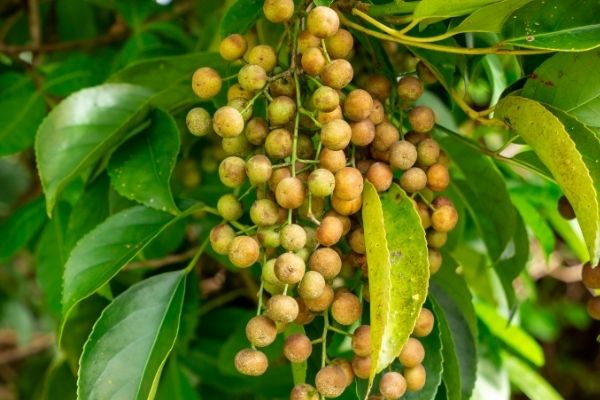 cây nhội chữa khí hư do trùng roi y duoc thai nguyen