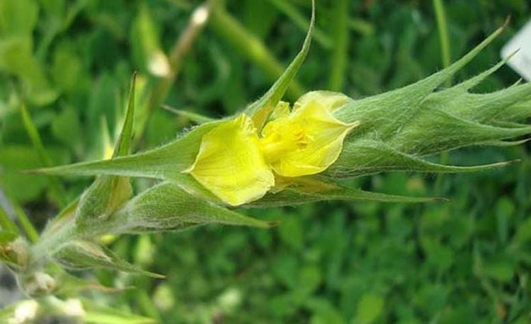 cỏ đuôi lươn chữa sản hậu y duoc thai nguyen