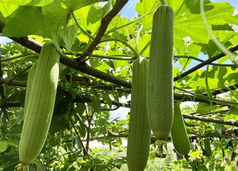 mướp hương lợi sữa y duoc thai nguyen