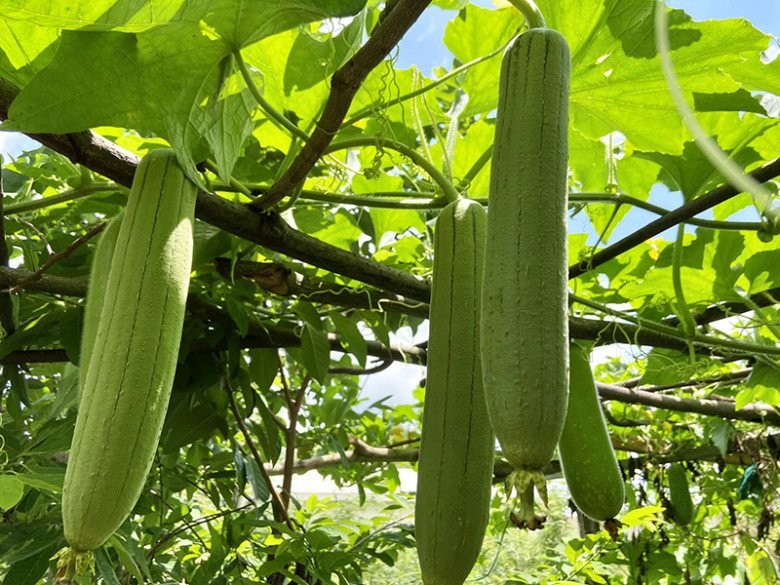 mướp hương lợi sữa y duoc thai nguyen