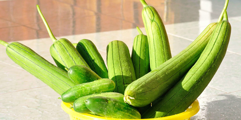 mướp hương lợi sữa y duoc thai nguyen