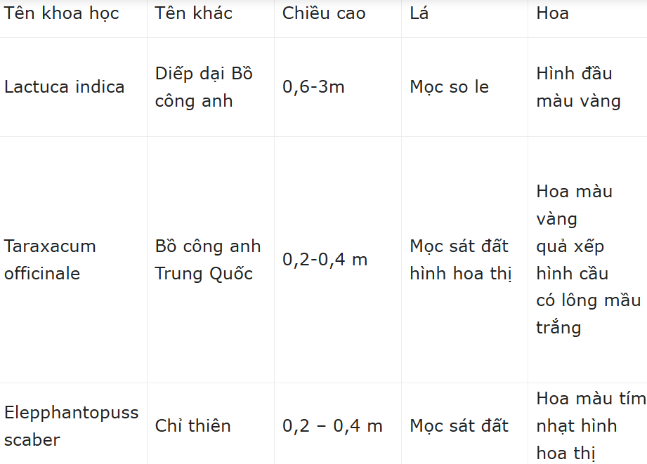 bồ công anh y duoc thai nguyen