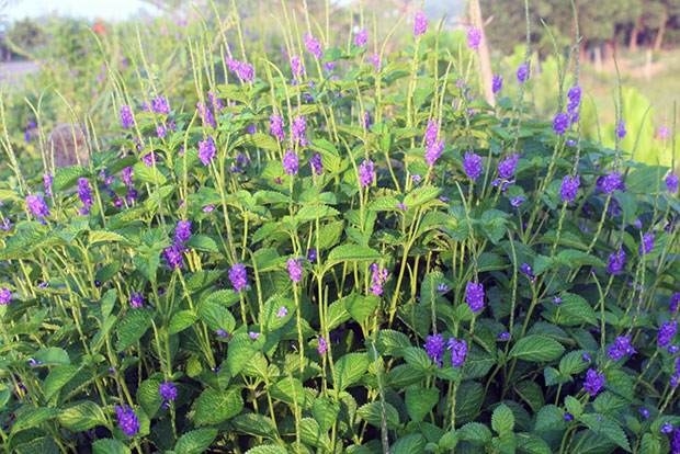 cây mã tiên thảo chữa bệnh y duoc thai nguyen
