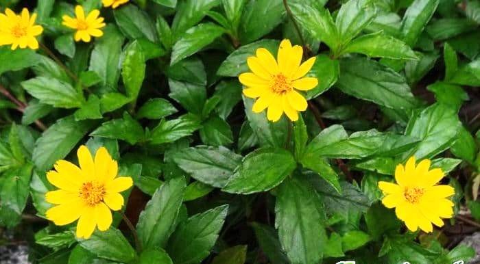 cây sài đất chữa bệnh sưng viêm bàng quang y duoc thai nguyen
