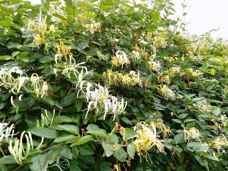 kim ngân hoa chữa mẩn ngứa mụn nhọt y duoc thai nguyen