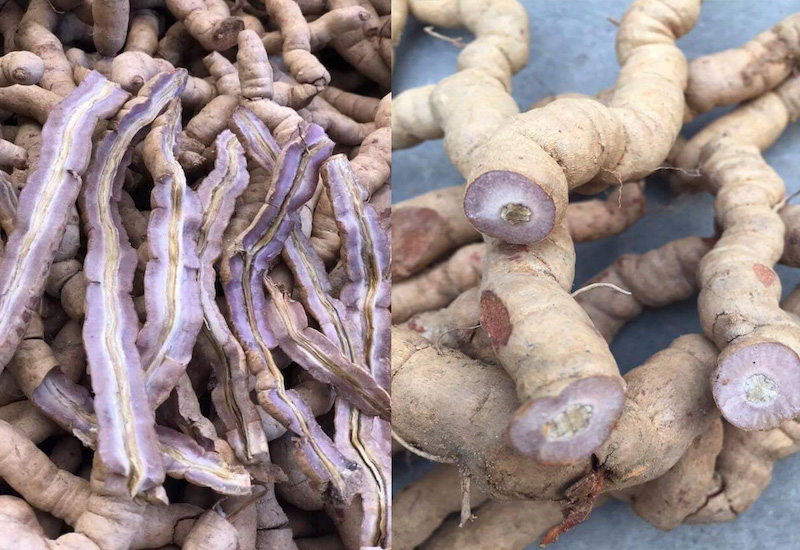 ba kích chữa bệnh xương khớp y duoc thai nguyen