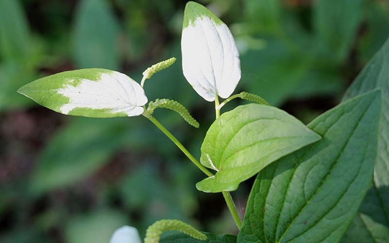 cây hàm ếch chữa đau nhức xương khớp y duoc thai nguyen