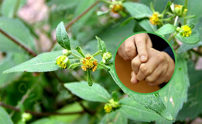 cây hy thiêm chữa bệnh tê thấp đau nhức xương khớp y duoc thai nguyen