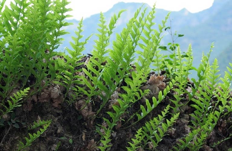 cốt toái bổ tốt cho xương khớp y duoc thai nguyen