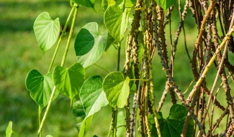 dây đau xương chữa bệnh đau nhức xương khớp y duoc thai nguyen