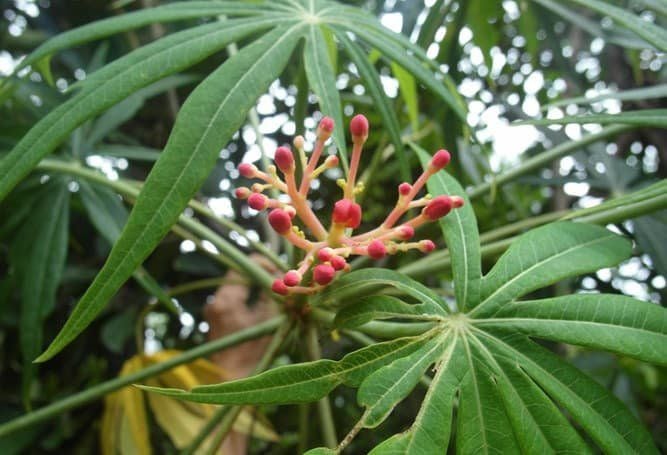 đỗ trọng chữa bệnh xương khớp y duoc thai nguyen