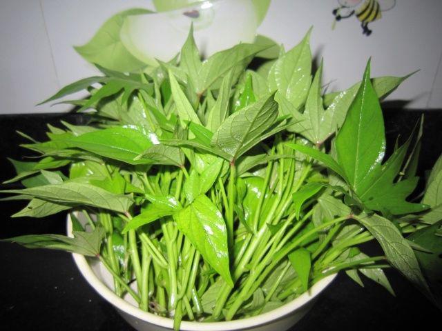 thân và lá khoai lang phòng chống ung thư y duoc thai nguyen