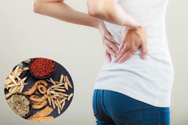thiên niên kiện chữa tê thấp thoái hóa bệnh xương khớp y duoc thai nguyen