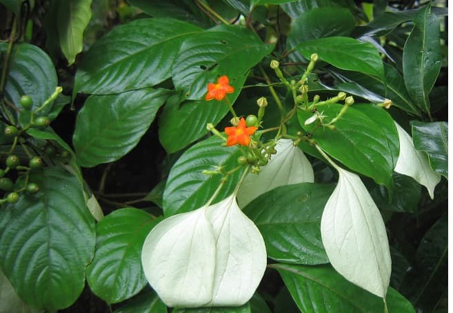 cây bướm bạc chữa tê thấp khí hư bạch đới y duoc thai nguyen