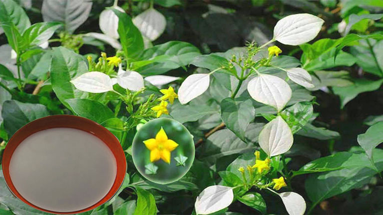 cây bướm bạc chữa tê thấp khí hư bạch đới y duoc thai nguyen