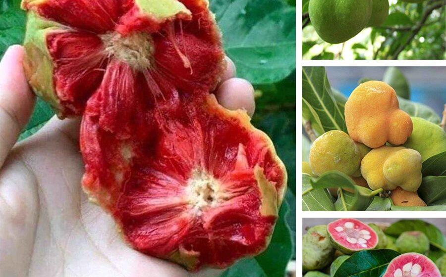 cây chay chữa đau lưng mỏi gối y duoc thai nguyen