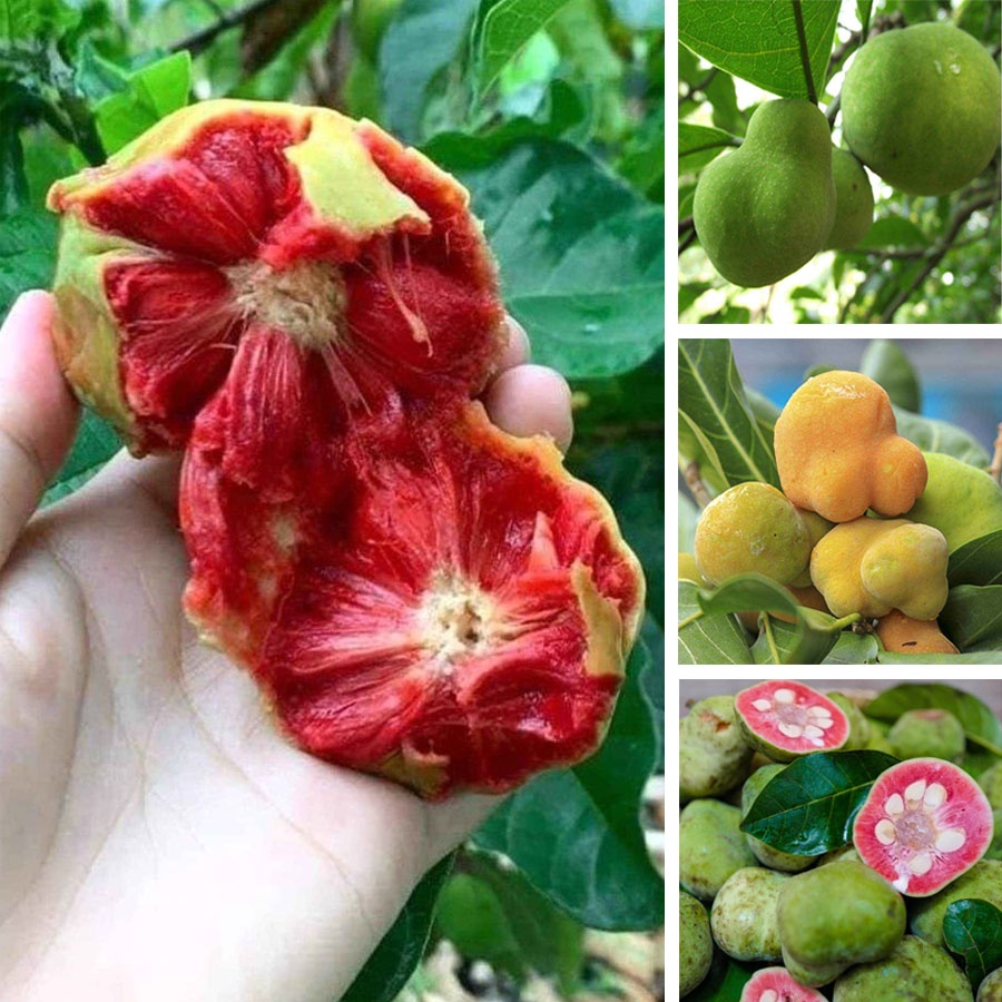 cây chay chữa đau lưng mỏi gối y duoc thai nguyen