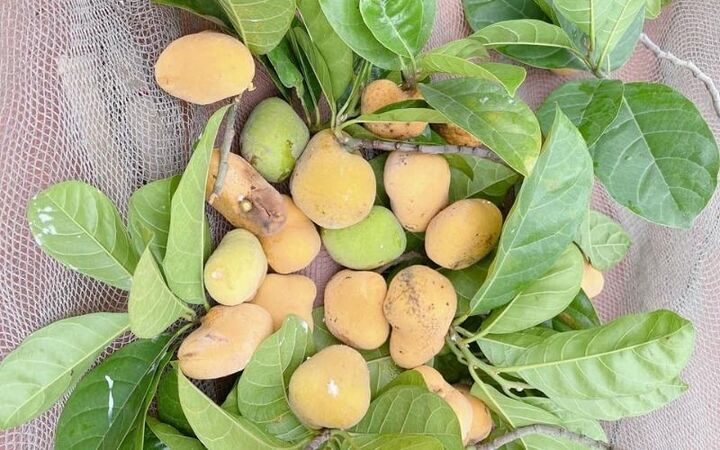 cây chay chữa đau lưng mỏi gối y duoc thai nguyen