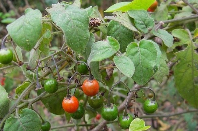dây toàn chữa thấp khớp y duoc thai nguyen