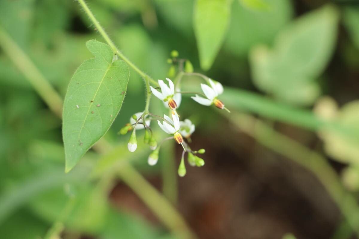 dây toàn chữa thấp khớp y duoc thai nguyen