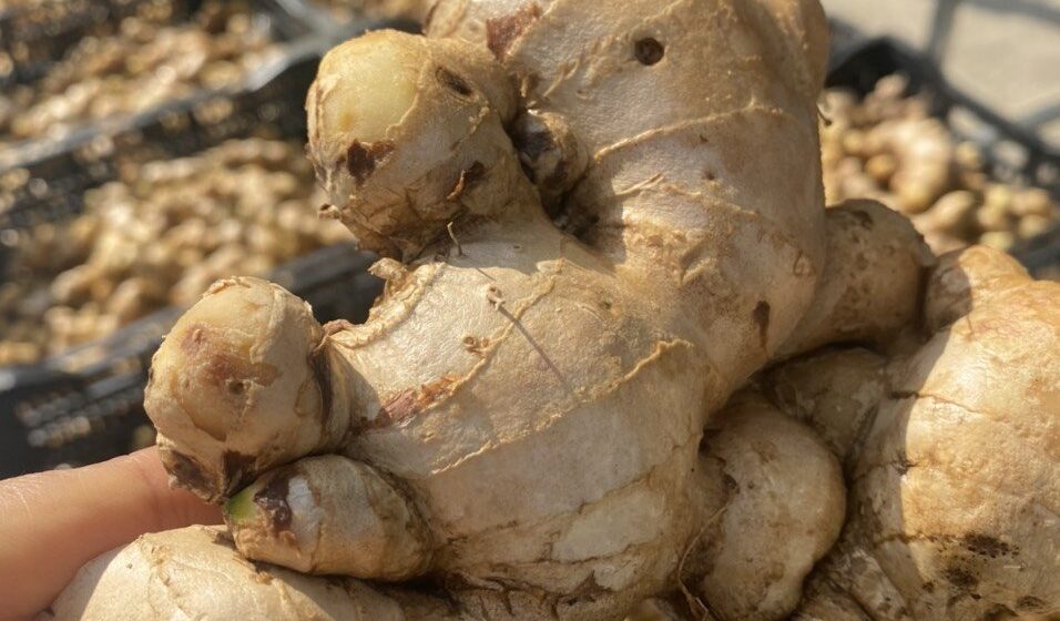 gừng chống viêm tăng cường miễn dịch y duoc thai nguyen