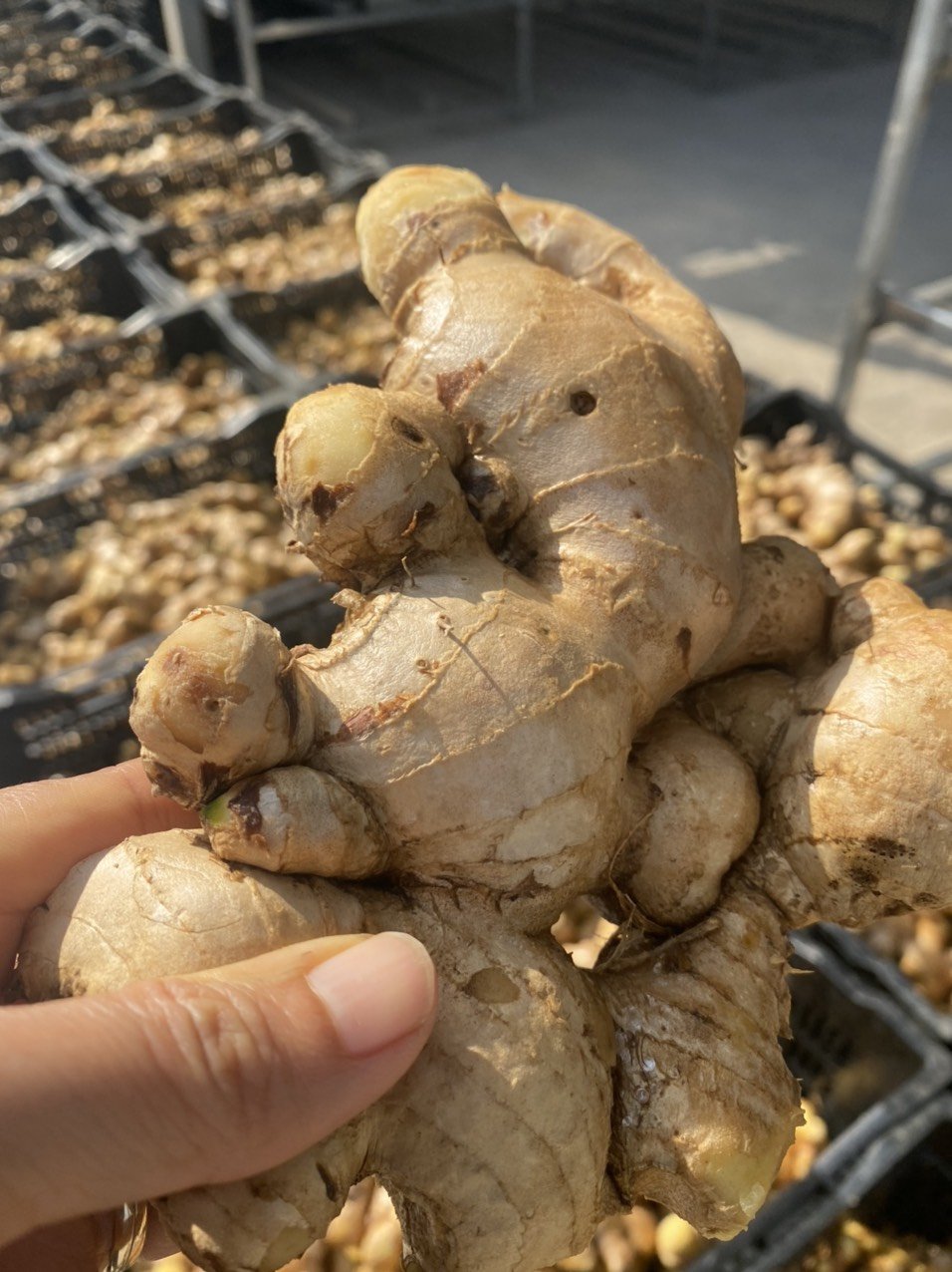 gừng chống viêm tăng cường miễn dịch y duoc thai nguyen