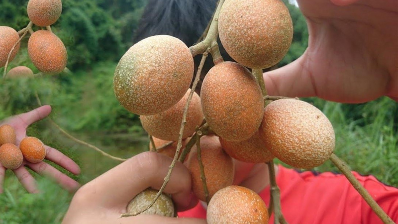 trứng cuốc chữa xương khớp y duoc thai nguyen