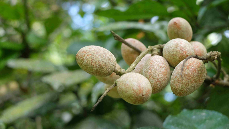 trứng cuốc chữa xương khớp y duoc thai nguyen