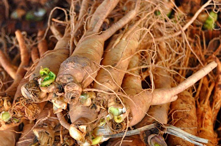 2 vị thuốc đông y hữu ích cho phụ nữ y duoc thai nguyen